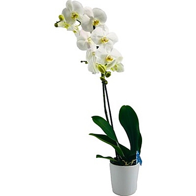 White Orchid