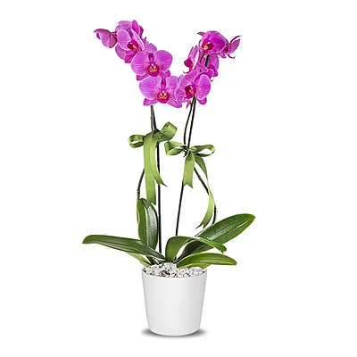 2 Branched Purple Orchid