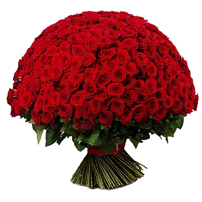 300 red roses