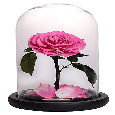 Undying Pink Rose