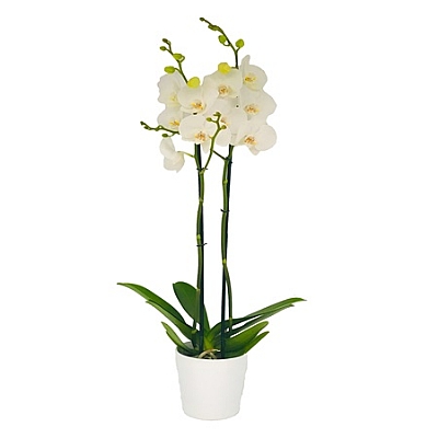 2 Branched White Orchid