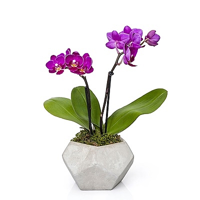 Authentic Orchid